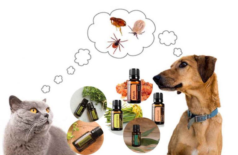 Crea un anti pulgas natural para tu mascota con estos 8 aceites dōTERRA®